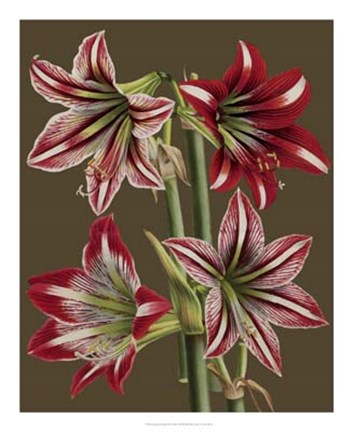 Framed Lush Amaryllis II Print