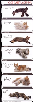 Framed Cat Agenda Print