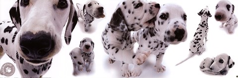 Framed Dogs - Dalmatians Print
