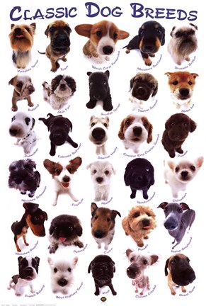 Framed Dog Breeds Print