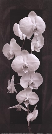 Framed Orchid Opulence II Print