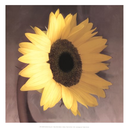 Framed Sunflower Print