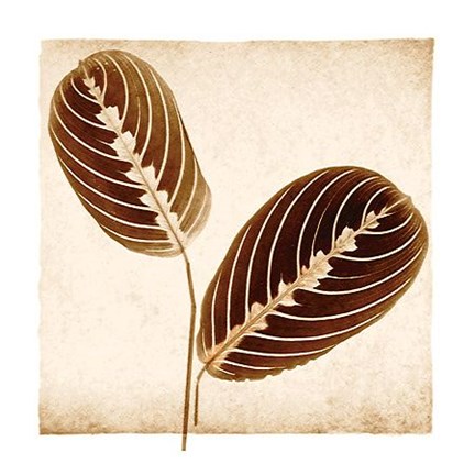 Framed Maranta Leaves Print