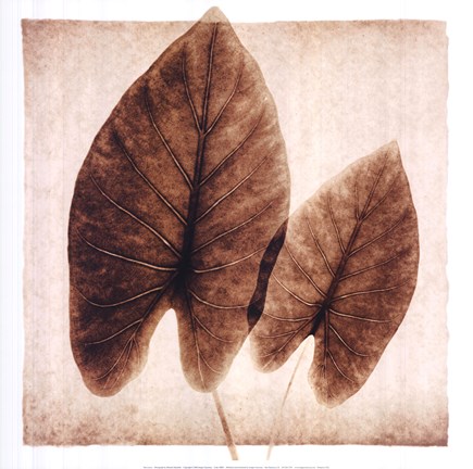 Framed Taro Leaves Print