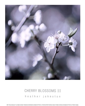 Framed Cherry Blossoms II Print