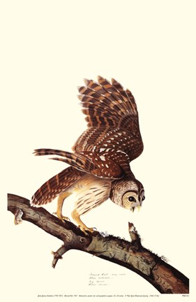 Framed Barrew Owl Print