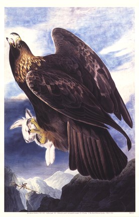 Framed Golden Eagle Print