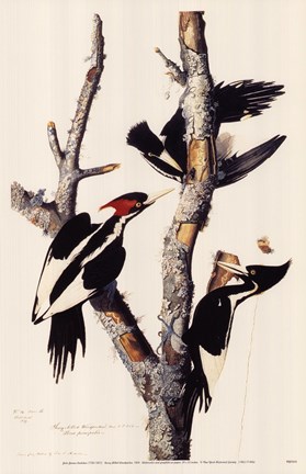 Framed Ivory-Billed Woodpecker Print