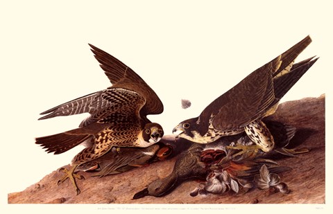 Framed Peregrine Falcon Print