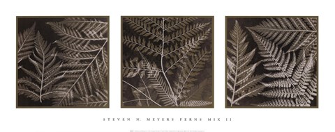 Framed Ferns Mix II Print