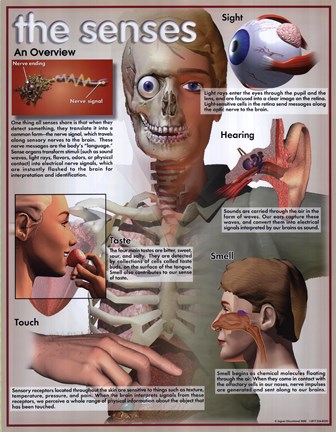 Framed Five Senses Overview Print