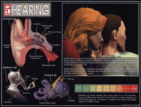 Framed Hearing Print