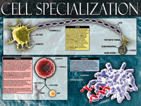 Framed Cell Specialization Print