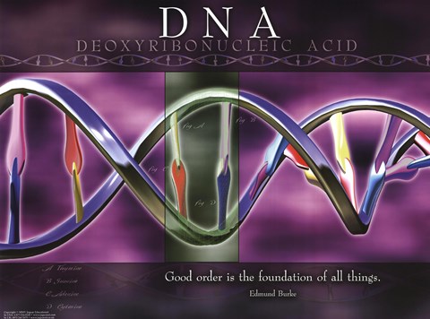 Framed DNA Print