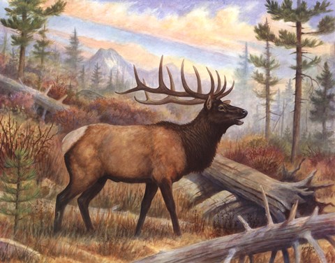 Framed Elk Print