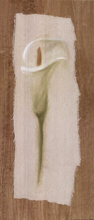 Framed White Cala Lilly Print