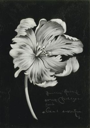 Framed Flower III Print