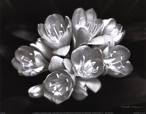 Framed Camellia Bloom Print