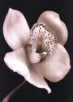 Framed White Black Speckled Flower Print