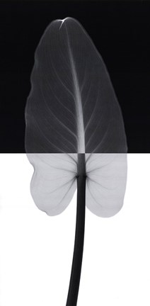 Framed Calla Leaf I Print
