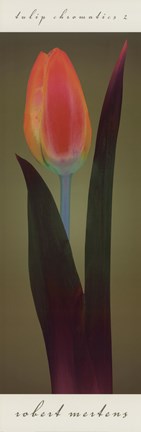 Framed Tulip Chromatics II Print