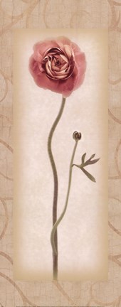 Framed Blossom II Ranunculus Print