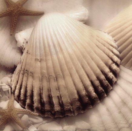 Framed Iridescent Seashell II Print