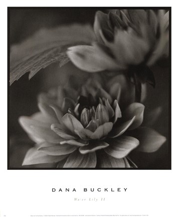 Framed Water Lily II Print