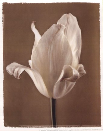 Framed Lumiere Tulip II Print