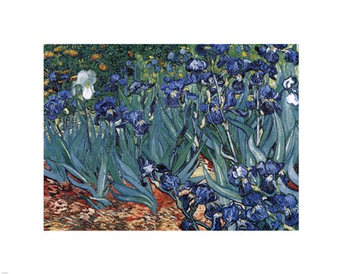 Framed Irises in the Garden, Saint-Remy, c.1889 Print