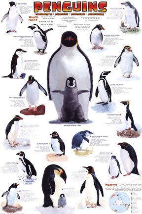 Framed Penguins Chart Print