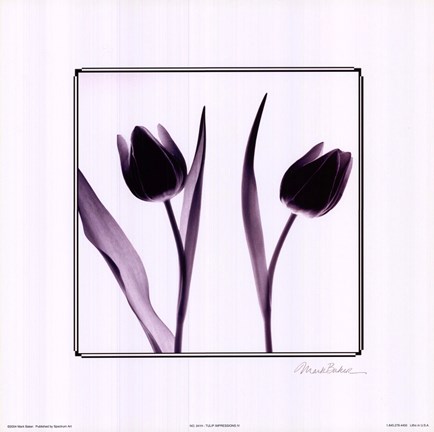 Framed Tulip Impressions IV Print