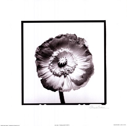Framed Translucent Poppy I Print