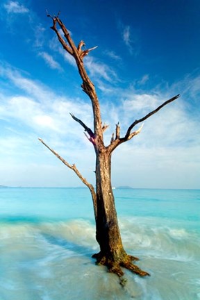 Framed Cinnamon Bay Tree Print