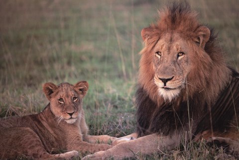 Framed Lion and Cub Print