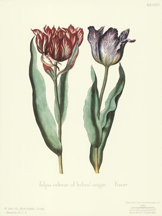 Framed Tulipa Cultivar Print