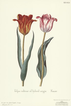 Framed Tulipa Cultivar Print