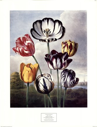 Framed Tulips Print