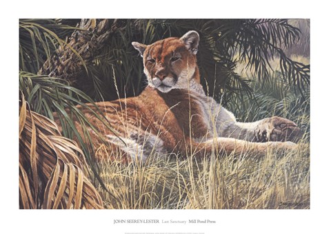 Framed Last Sanctuary- Florida Panther (detail) Print