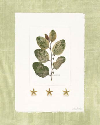 Framed Starfish Botanical IV Print