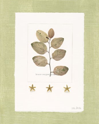 Framed Starfish Botanical III Print