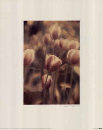Framed Tinted Tulips I Print