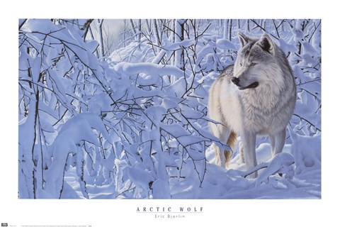 Framed Arctic Wolf Print