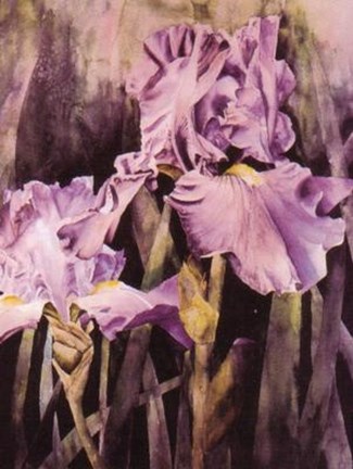 Framed Two Purple Irises Print