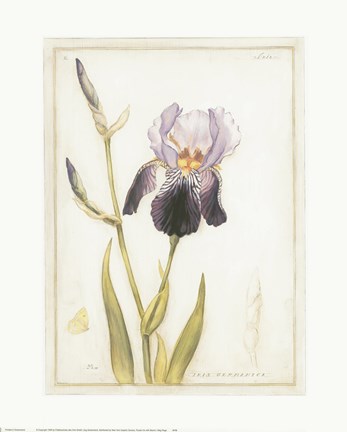 Framed Purple Iris with Beard I Print