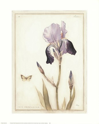 Framed Purple Iris with Beard II Print