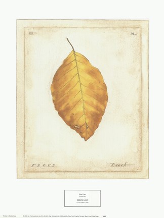 Framed Beech Leaf Print