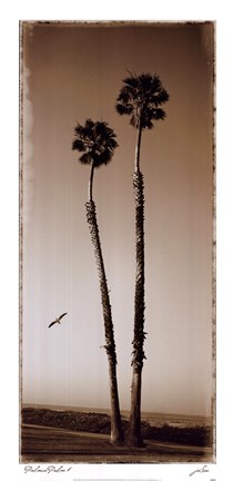 Framed Palmae Palm I Print