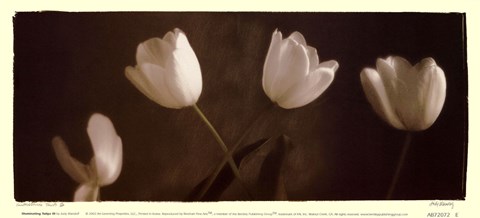 Framed Illuminating Tulips III Print