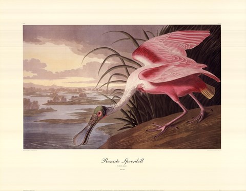 Framed Roseate Spoonbill Print